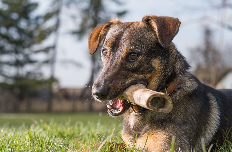 dog sat on grass with bone in mouth