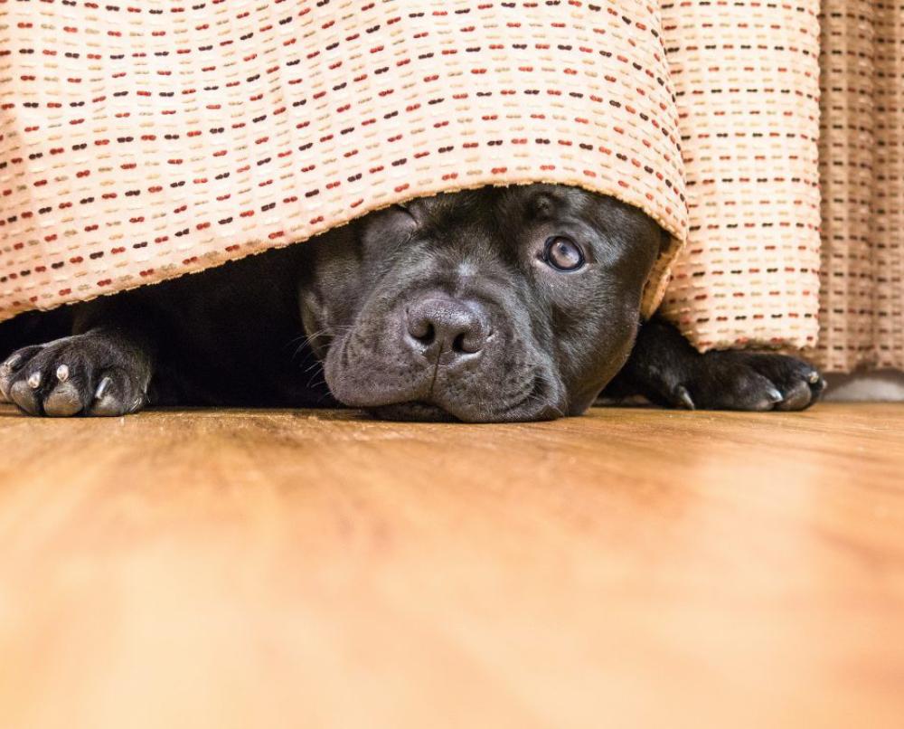 The Best Toys for Anxious Dogs and Their Stressed-Out Humans