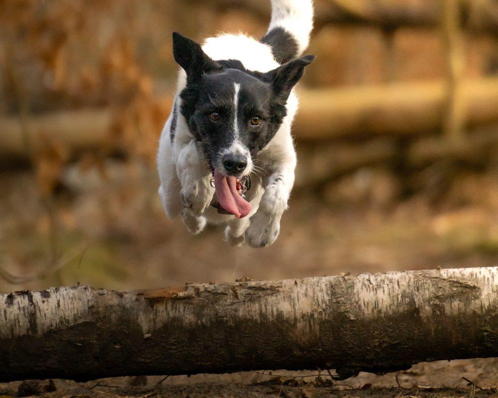 https://www.breakthroughdog.co.uk/wp-content/uploads/dog-jumping-over-log-1000x800.jpg