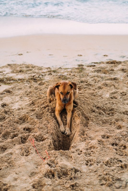 How to Stop Your Dog from Digging and Chewing - Fetchers