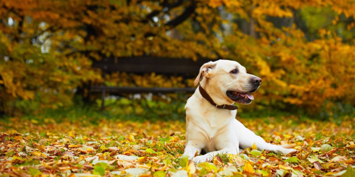 Labrador sitting on leaves during Autumn