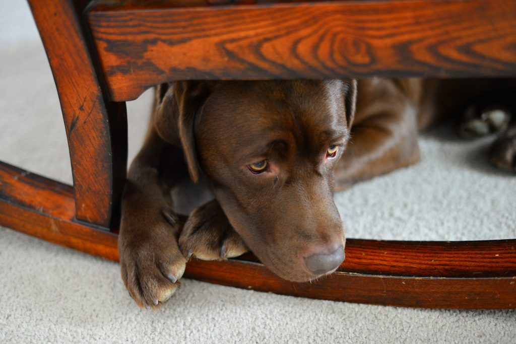 Brown Labrador sat under a rocking chair
