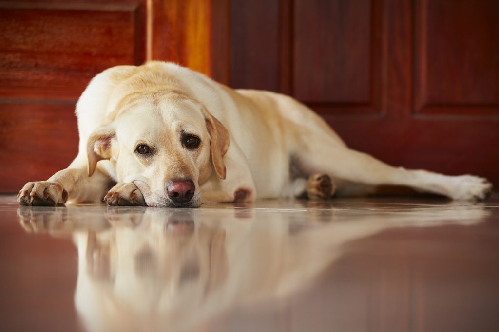Labrador led on the kitchen floor