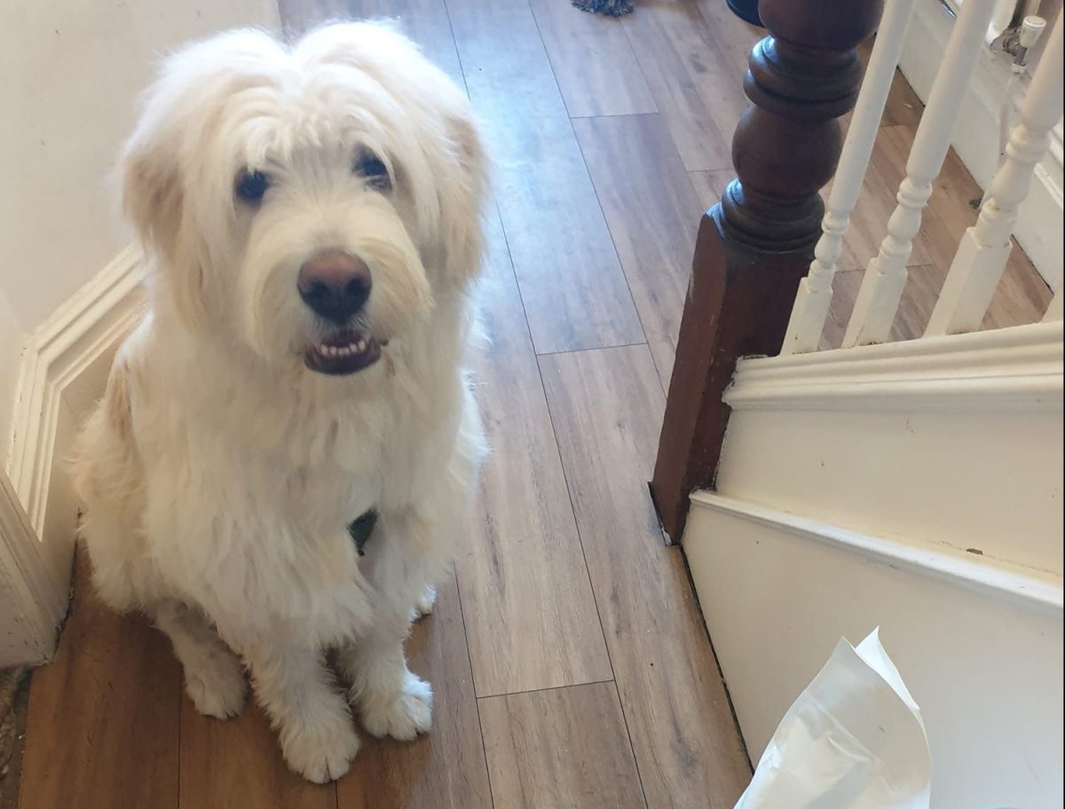 Fluffy white dog sat next to a bag of Breakthrough dog food