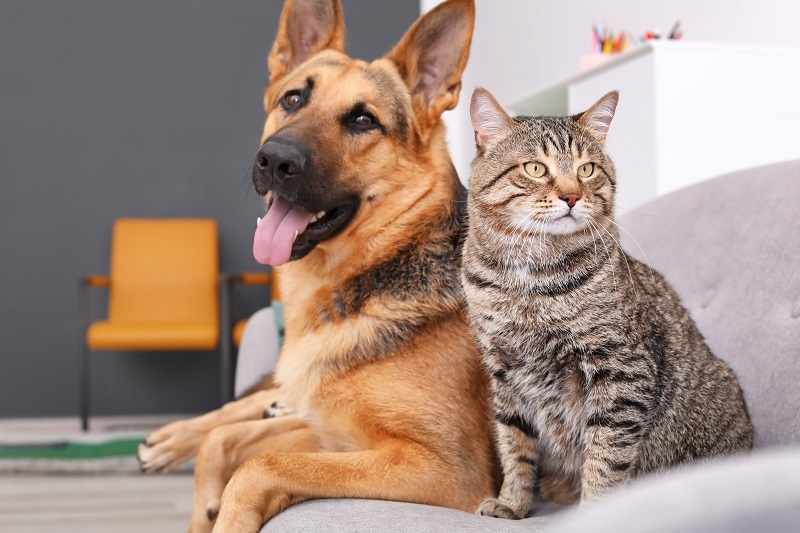 Dog and Cat sat on the sofa