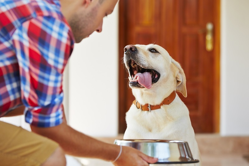 Happy dog being given a bowl of food by their owner