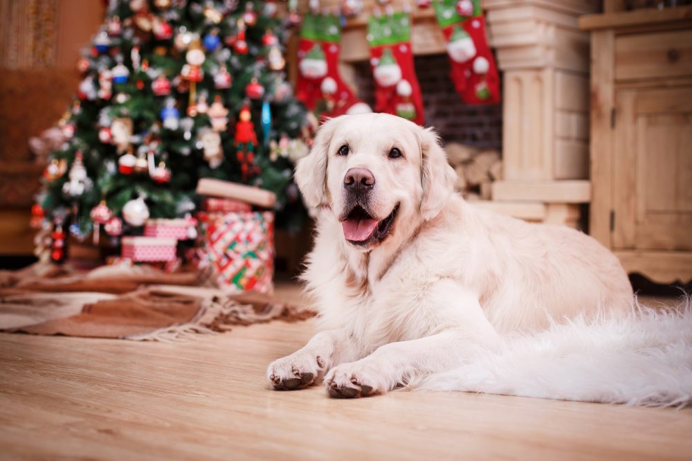 Golden Retriever in front of a Christmas Tree
