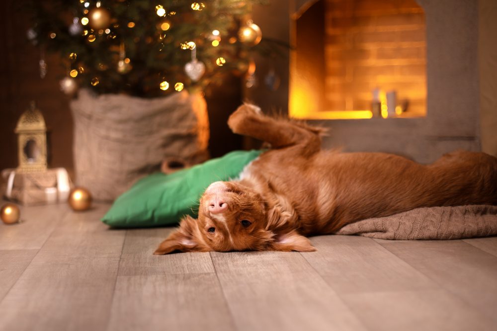 Dog lying on the floor in front of a Christmas tree