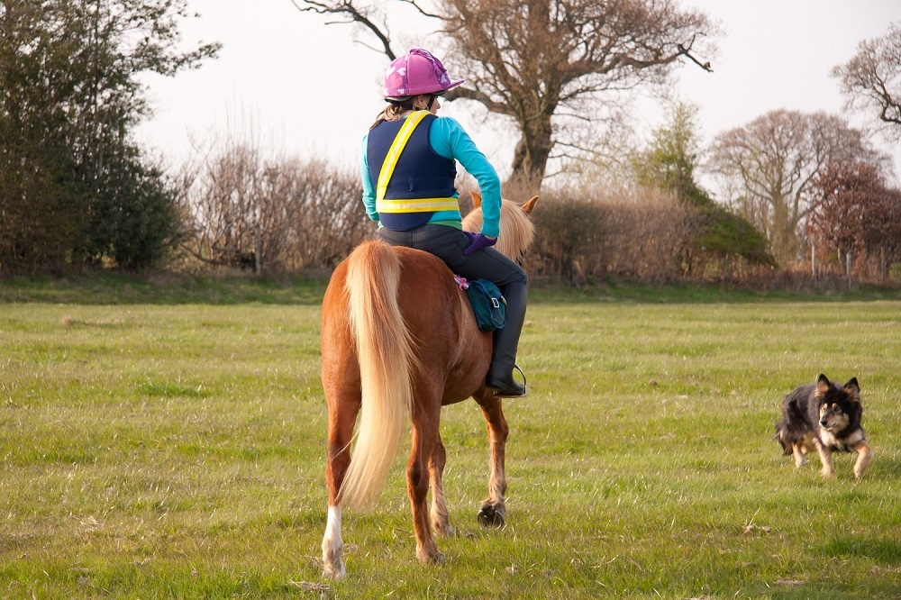 Woman riding a horse in a field with a Border Collie