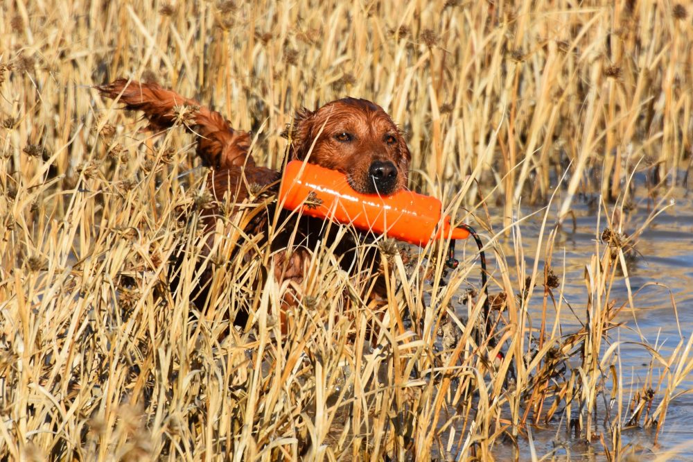 Dog retrieving in water