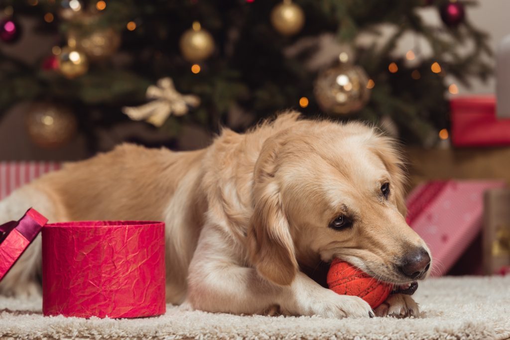 Golden Retriever Dog chewing ball at Christmas time